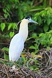 Capped Heron